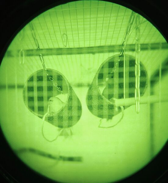 File:Kakarikis under night vision.jpg